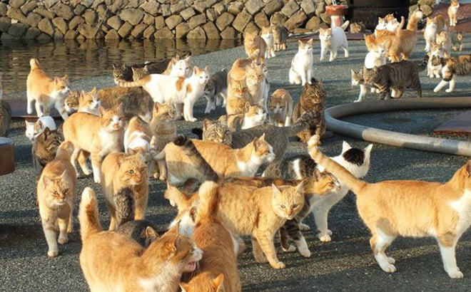 Hàng loạt mèo chết bí ẩn ở đảo mèo Nhật Bản