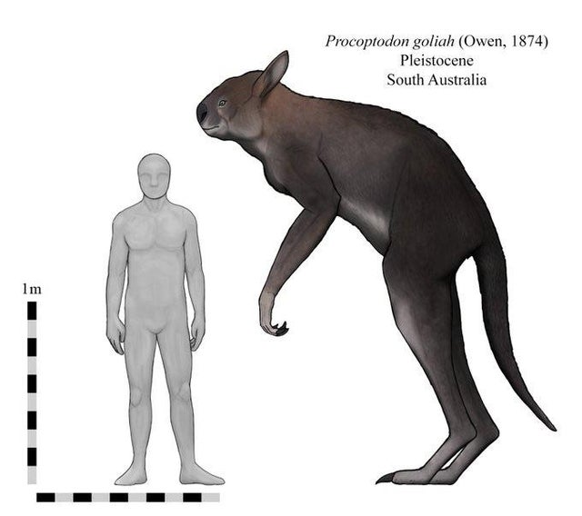 Một số loài Megafaunal tồn tại ở New Guinea cho đến 20.000 năm trước - Ảnh 4.